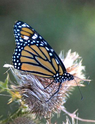 The Butterfly Lady Comes to Door County